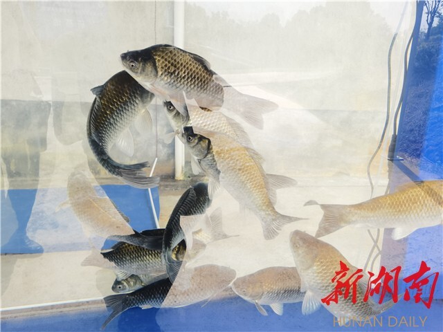 劉少軍院士團隊工作室落戶瀏陽烏龍漁場 岳麓山水產種業創新中心——烏龍漁場基地同時揭牌