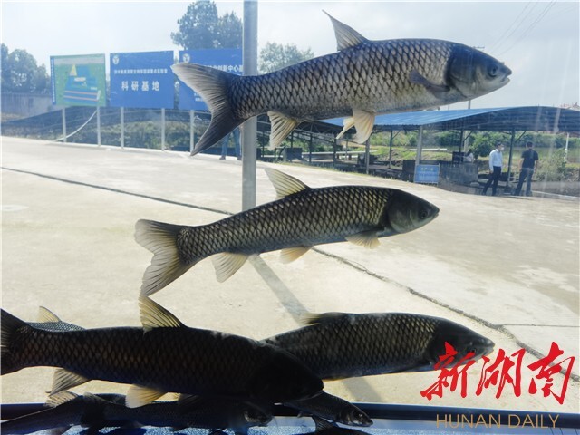 劉少軍院士團隊工作室落戶瀏陽烏龍漁場 岳麓山水產種業創新中心——烏龍漁場基地同時揭牌