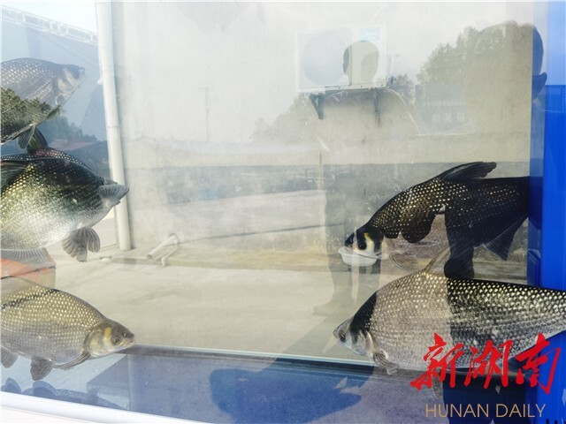 劉少軍院士團隊工作室落戶瀏陽烏龍漁場 岳麓山水產種業創新中心——烏龍漁場基地同時揭牌