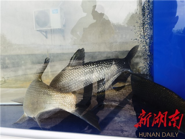 劉少軍院士團隊工作室落戶瀏陽烏龍漁場 岳麓山水產種業創新中心——烏龍漁場基地同時揭牌