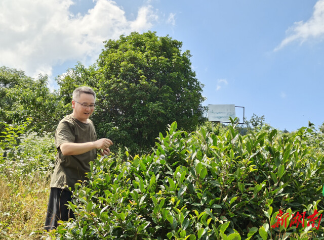 知識下鄉 文化賦能 助力鄉村振興丨湖南師范大學社會學系新建“古丈茶文化田野規劃教育實習基地” 知識下鄉 文化賦能 助力鄉村振興丨湖南師范大學社會學系新建“古丈茶文化田野規劃教育實習基地”