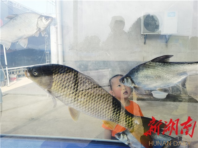 劉少軍院士團隊工作室落戶瀏陽烏龍漁場 岳麓山水產種業創新中心——烏龍漁場基地同時揭牌