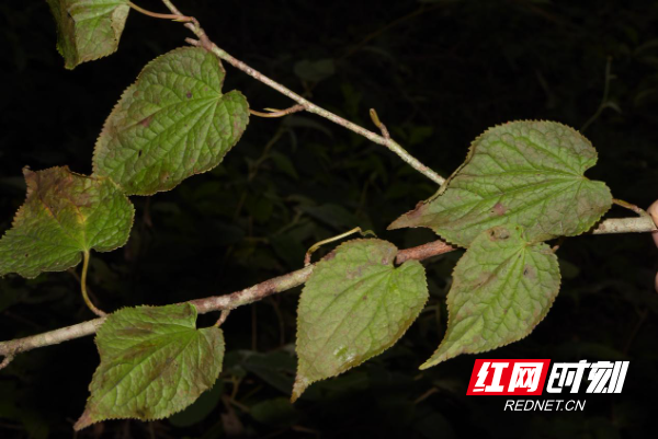 圖為水青樹的枝葉.jpg 圖為水青樹的枝葉.jpg