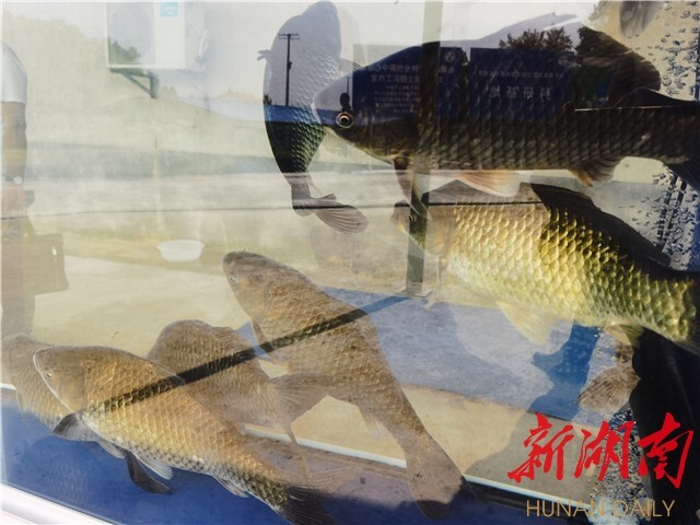 劉少軍院士團隊工作室落戶瀏陽烏龍漁場 岳麓山水產種業創新中心——烏龍漁場基地同時揭牌